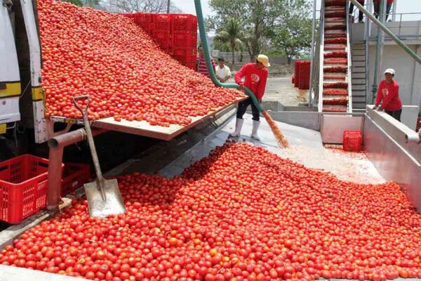 How Dangote’s Tomato Processing Revolution Could Transform Africa’s Agricultural Future