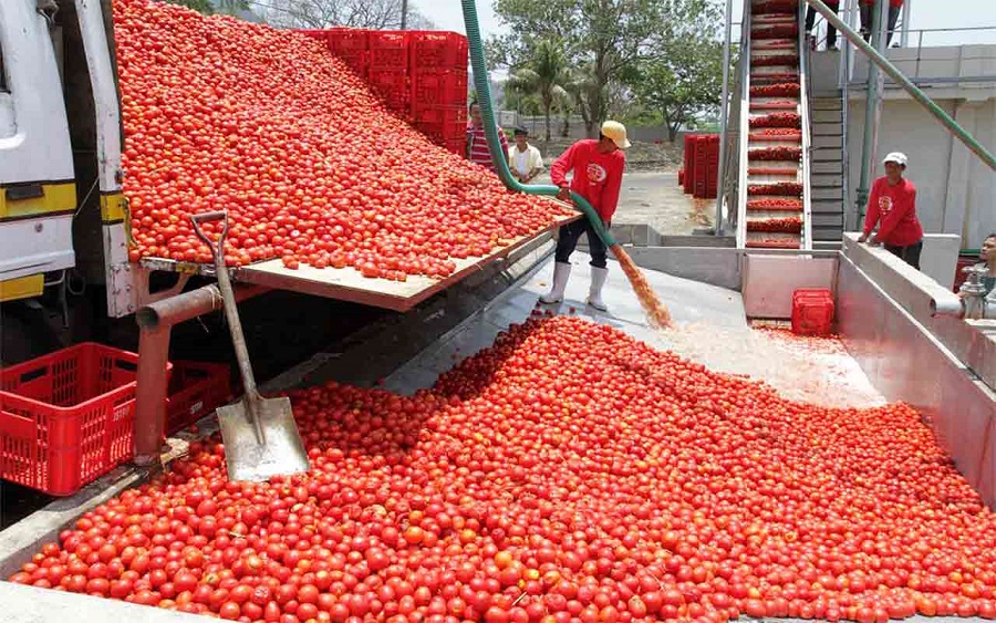 How Dangote’s Tomato Processing Revolution Could Transform Africa’s Agricultural Future