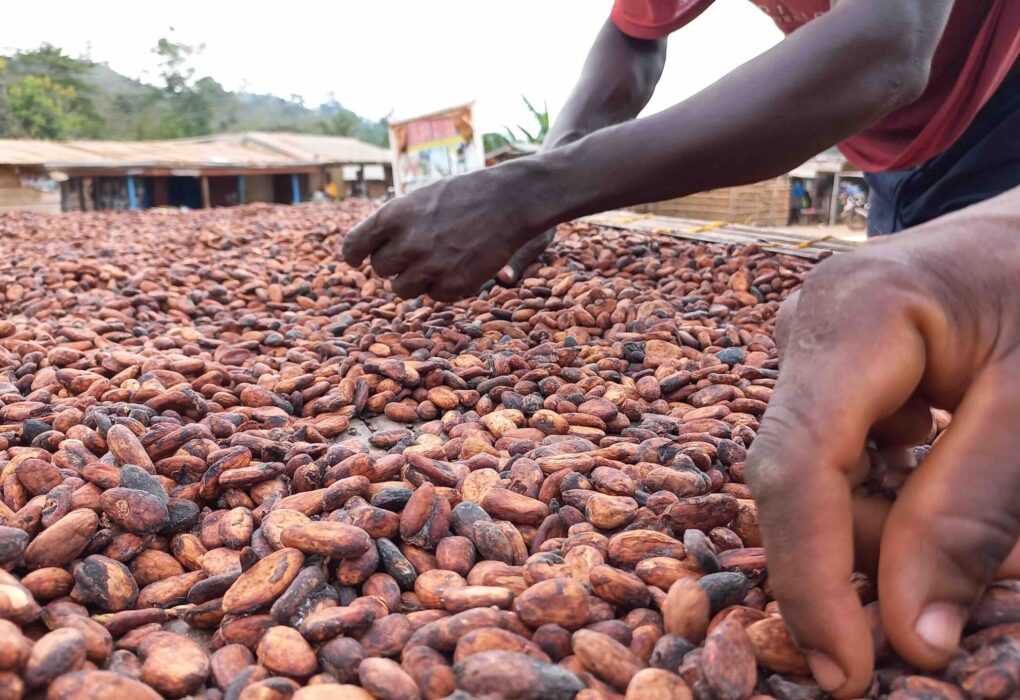 A Step-by-Step Guide to Exporting Ghanaian Cocoa Successfully