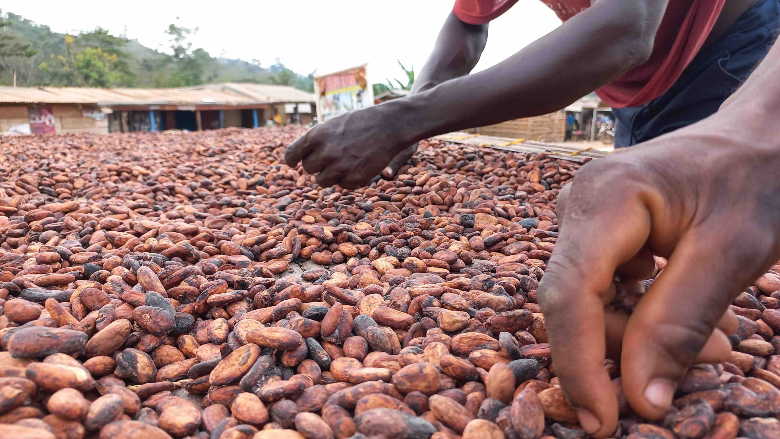 A Step-by-Step Guide to Exporting Ghanaian Cocoa Successfully