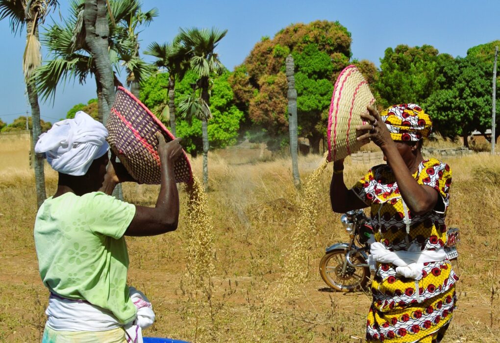 Rice Production and Milling Business in Ghana