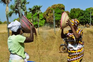 Rice Production and Milling Business in Ghana
