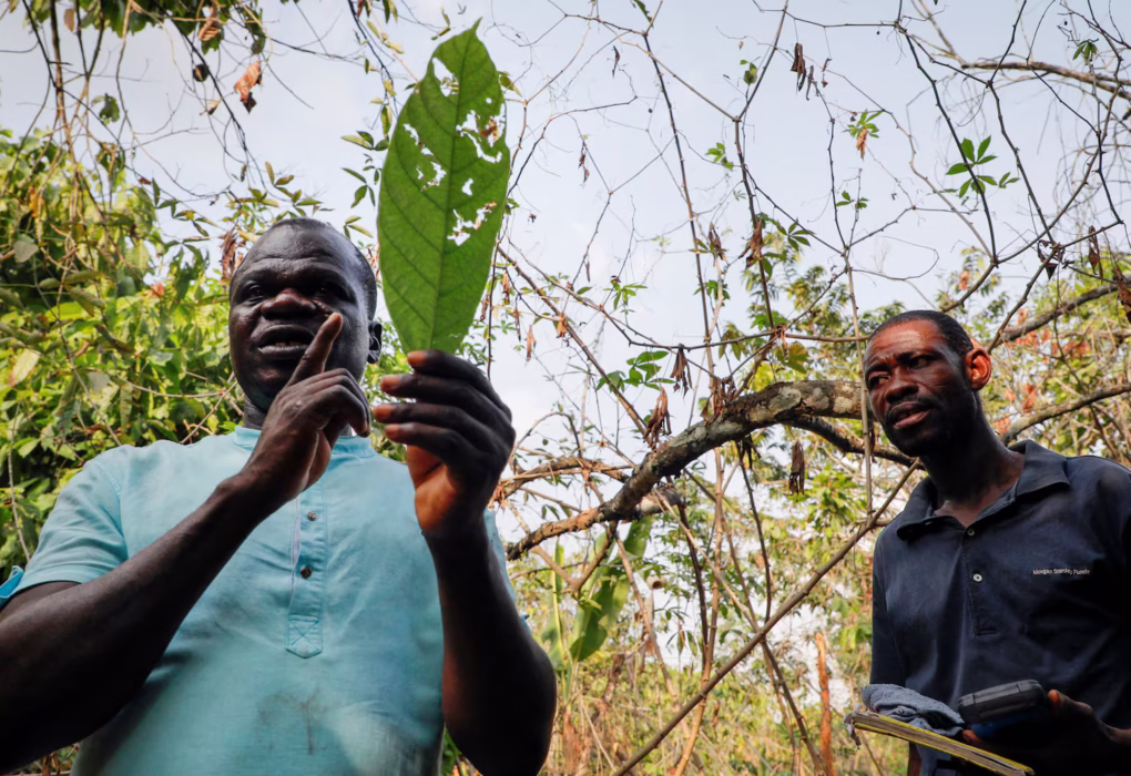 Understanding Ghana’s Cocoa Disease Challenges