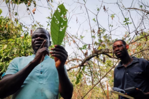 Understanding Ghana’s Cocoa Disease Challenges