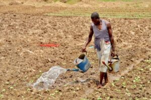 Value Addition in Ghanaian Agribusiness