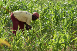 Long-Term Economic Lessons Ghana Must Learn for Sustainable Growth