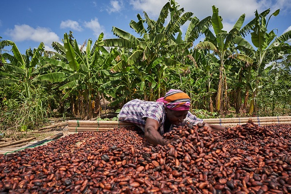 Why Cocoa Prices Surge — Ghana Farmers Still Suffer?