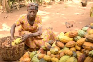 Why Cocoa Shortage Is Good for Speculators