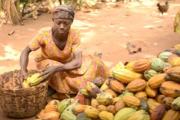 Why Cocoa Shortage Is Good for Speculators