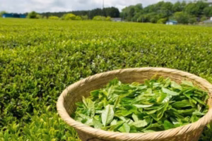 Middle East Conflict Threatens Kenya’s $32.8 Million Tea Exports to Iran
