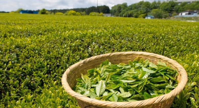 Middle East Conflict Threatens Kenya’s $32.8 Million Tea Exports to Iran