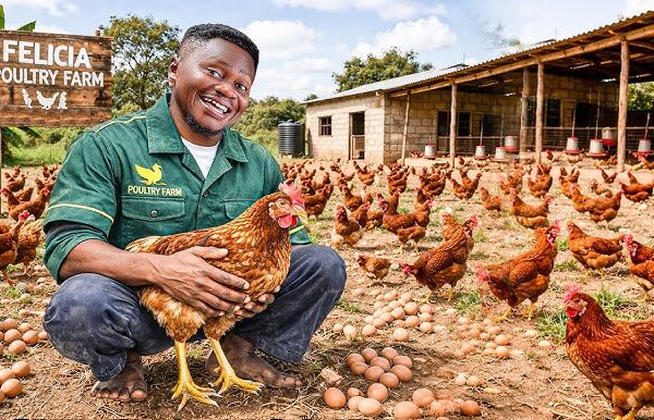 Why Poultry Farming Fails or Succeeds in Ghana