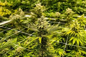 Ghana's Cannabis Industry Stalls as $45,000 Licensing Fees Deter Investors