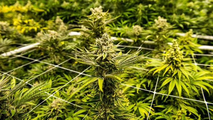 Ghana's Cannabis Industry Stalls as $45,000 Licensing Fees Deter Investors